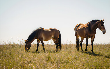 Конные прогулки